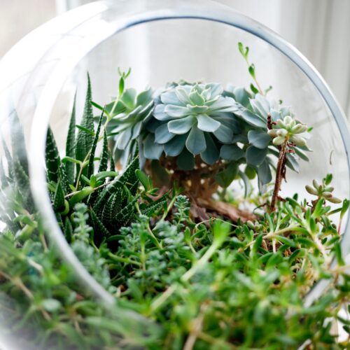 terrarium