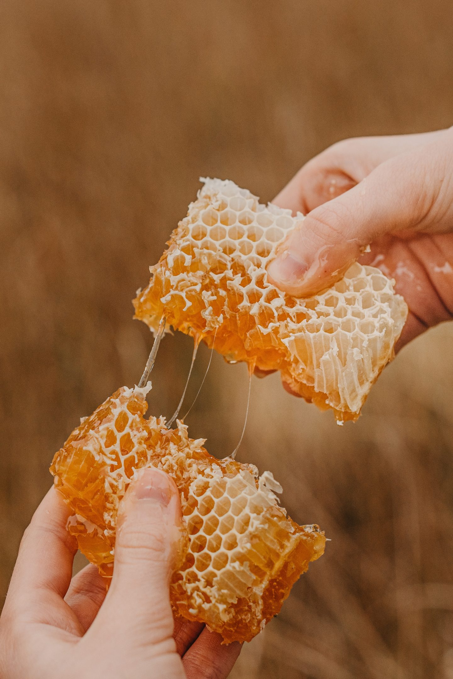 honey comb