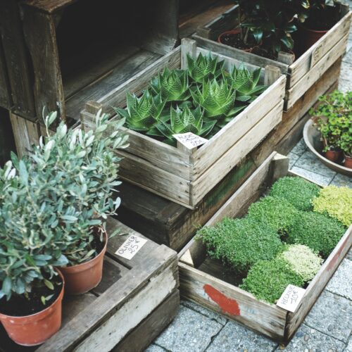 limestone paving