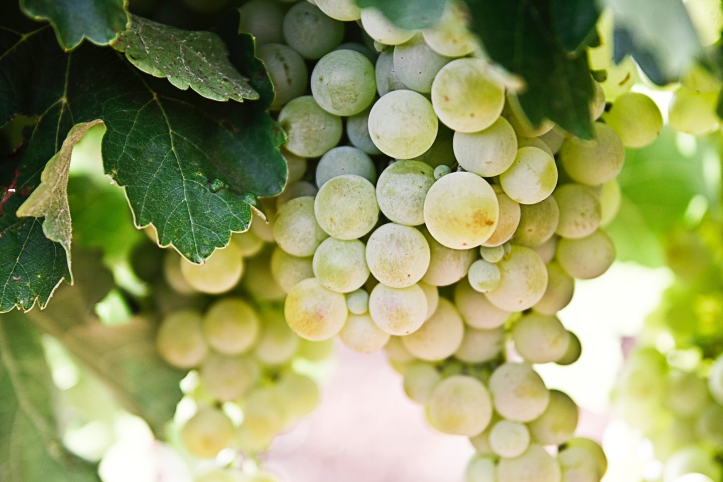 vineyard