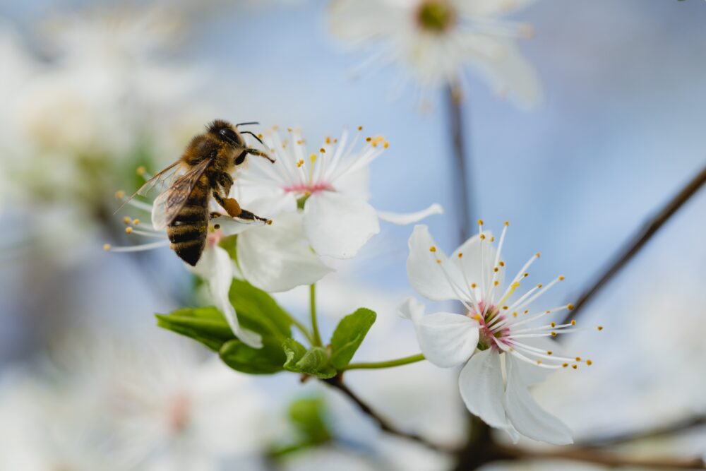manuka honey