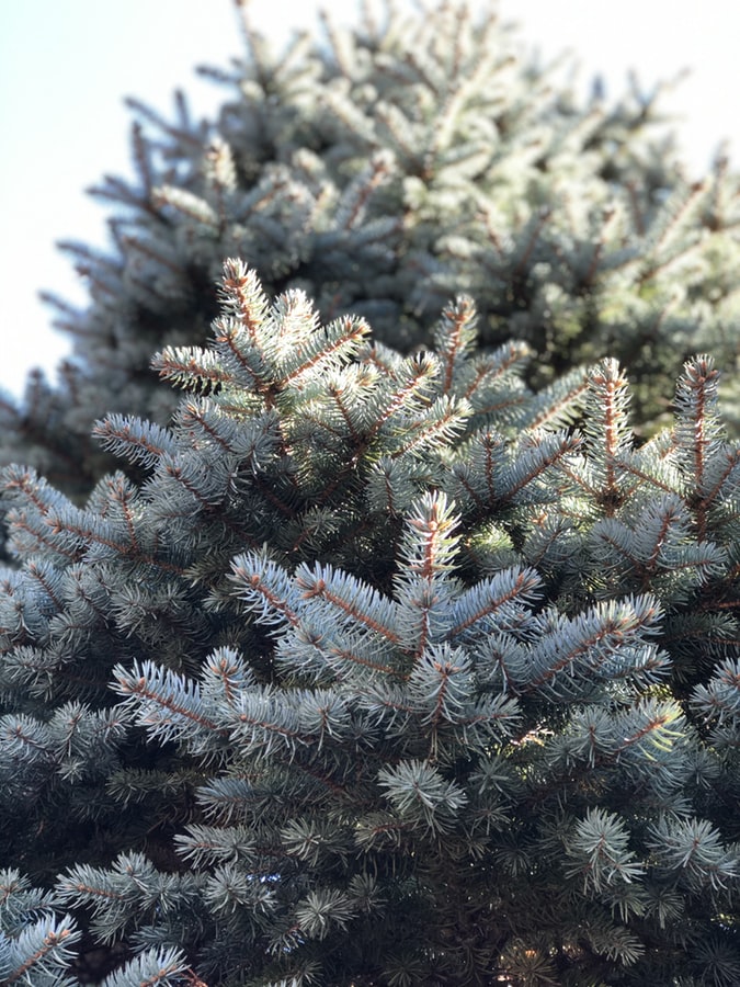 christmas tree