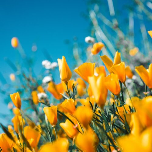 Landscaping Essentials You Didn't Know You Needed
