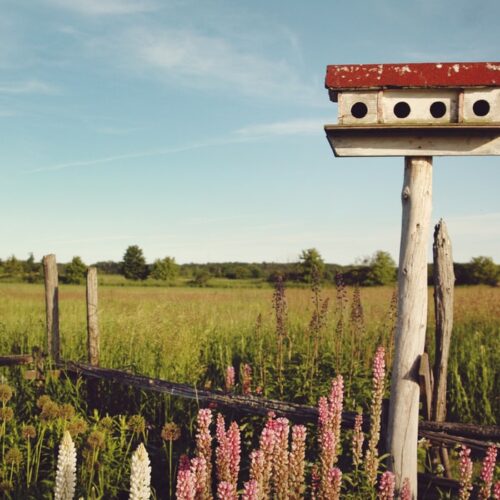 Need Summer Garden Inspiration?