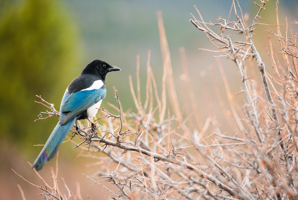 magpie syndrome - impulse buying