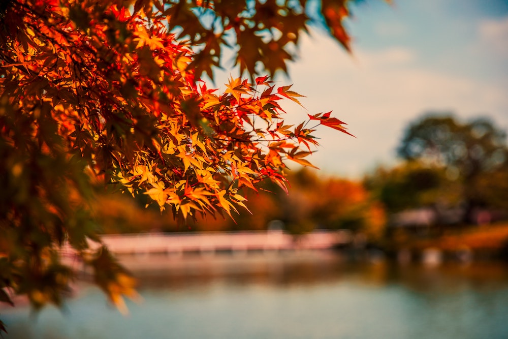 autumn gardening