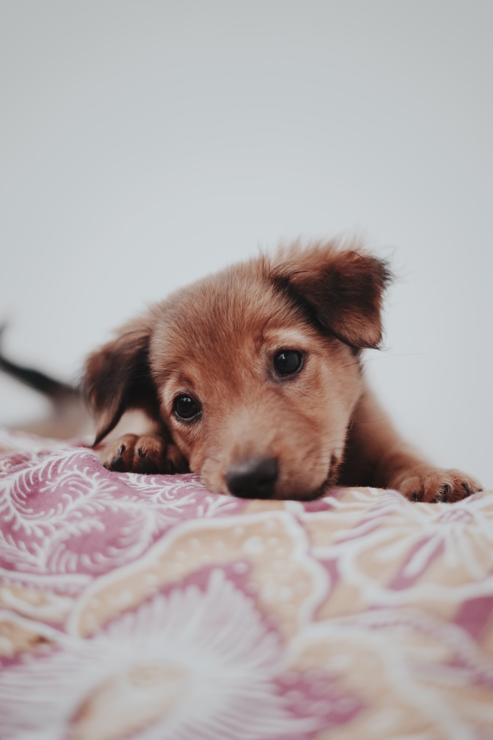 puppy