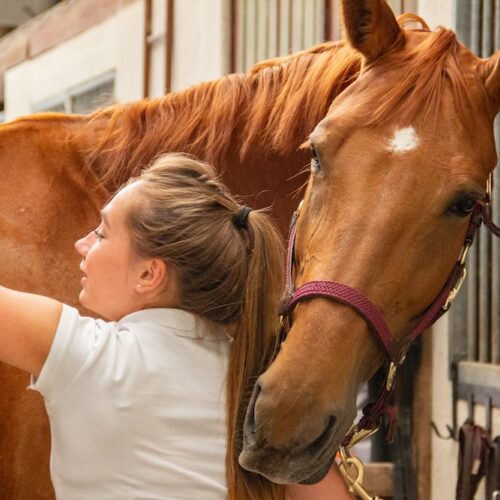 horses as teachers