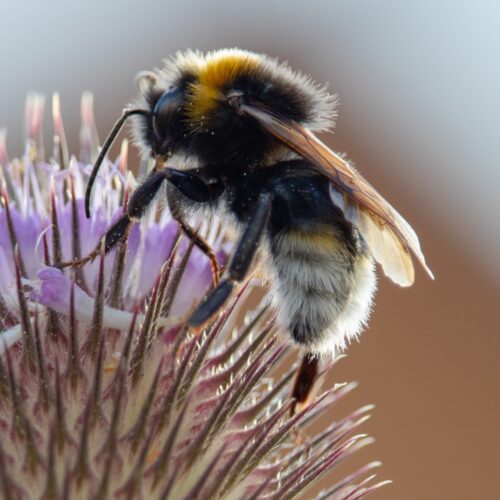 bee friendly garden