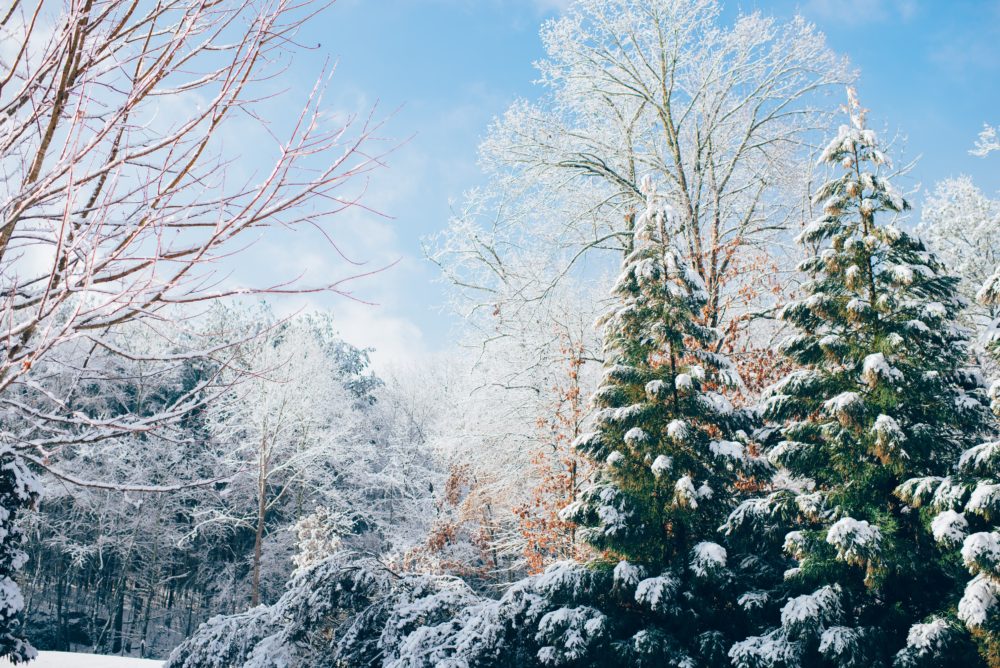 snowy garden
