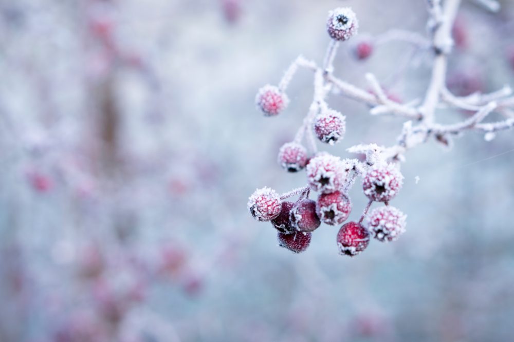 winter berries