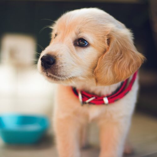 puppies