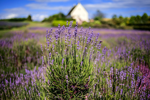 Cotswold Lavender close up 
