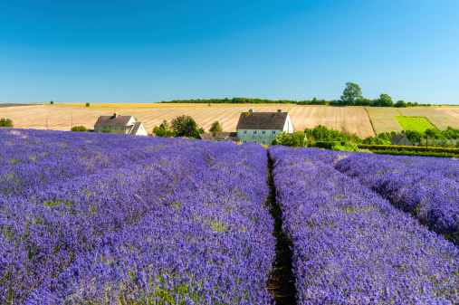 Cotswold Lavender