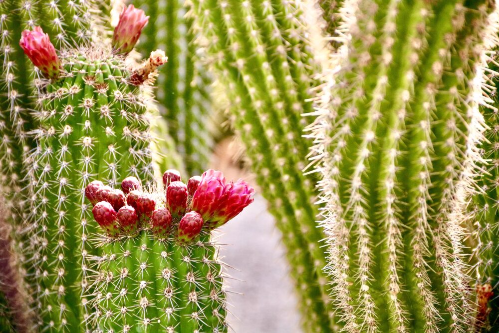 Jardín de Cactus plants up close