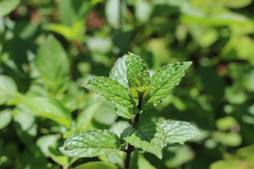 peppermint leaves