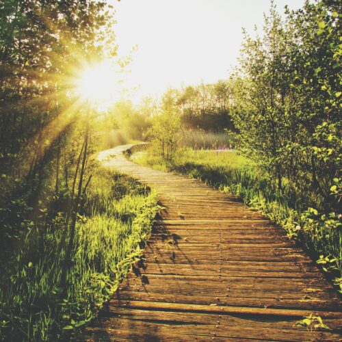 sunlight