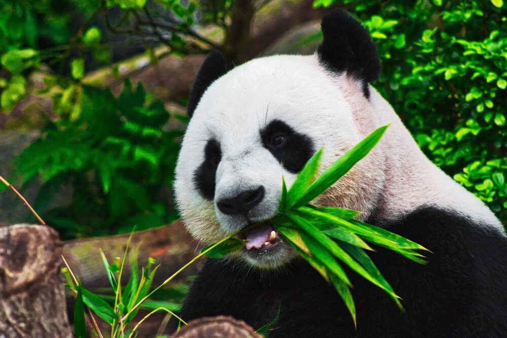 animal gifts for adults