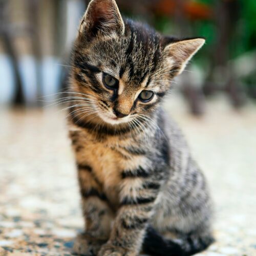 gifts for animal lovers