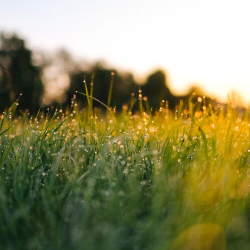 Control Moss In Your Lawn