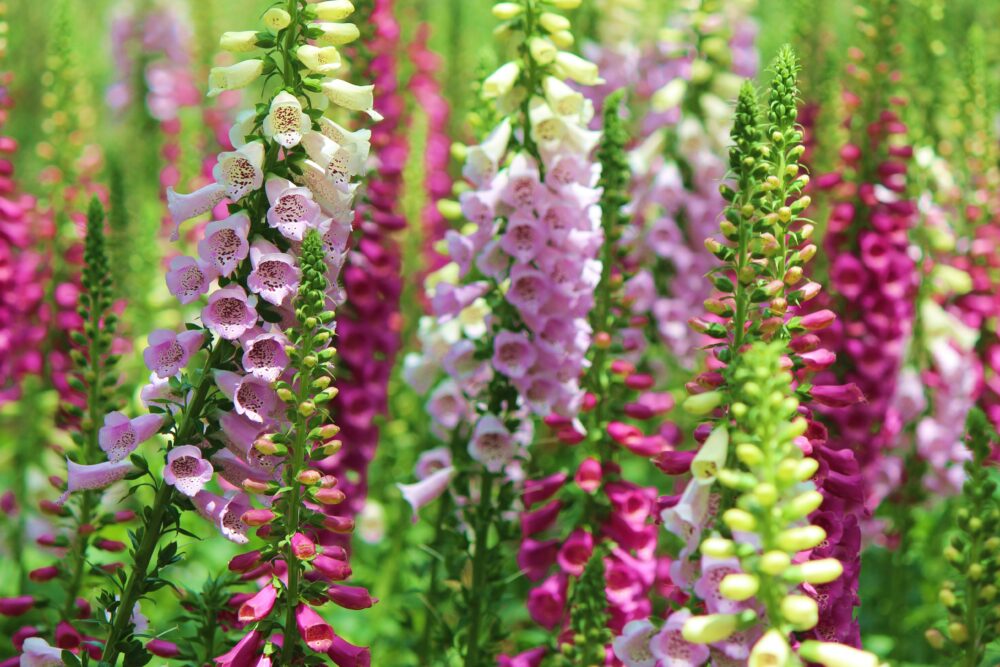 cottage garden