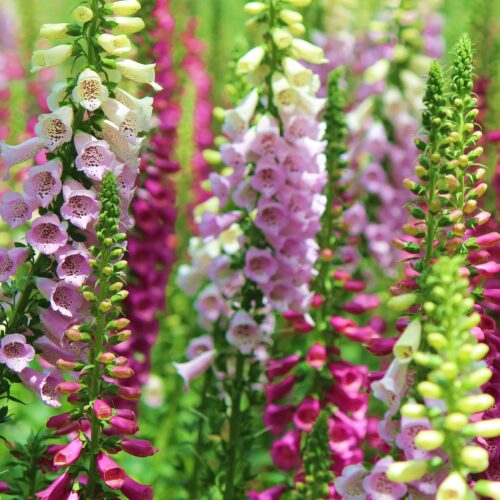 cottage garden