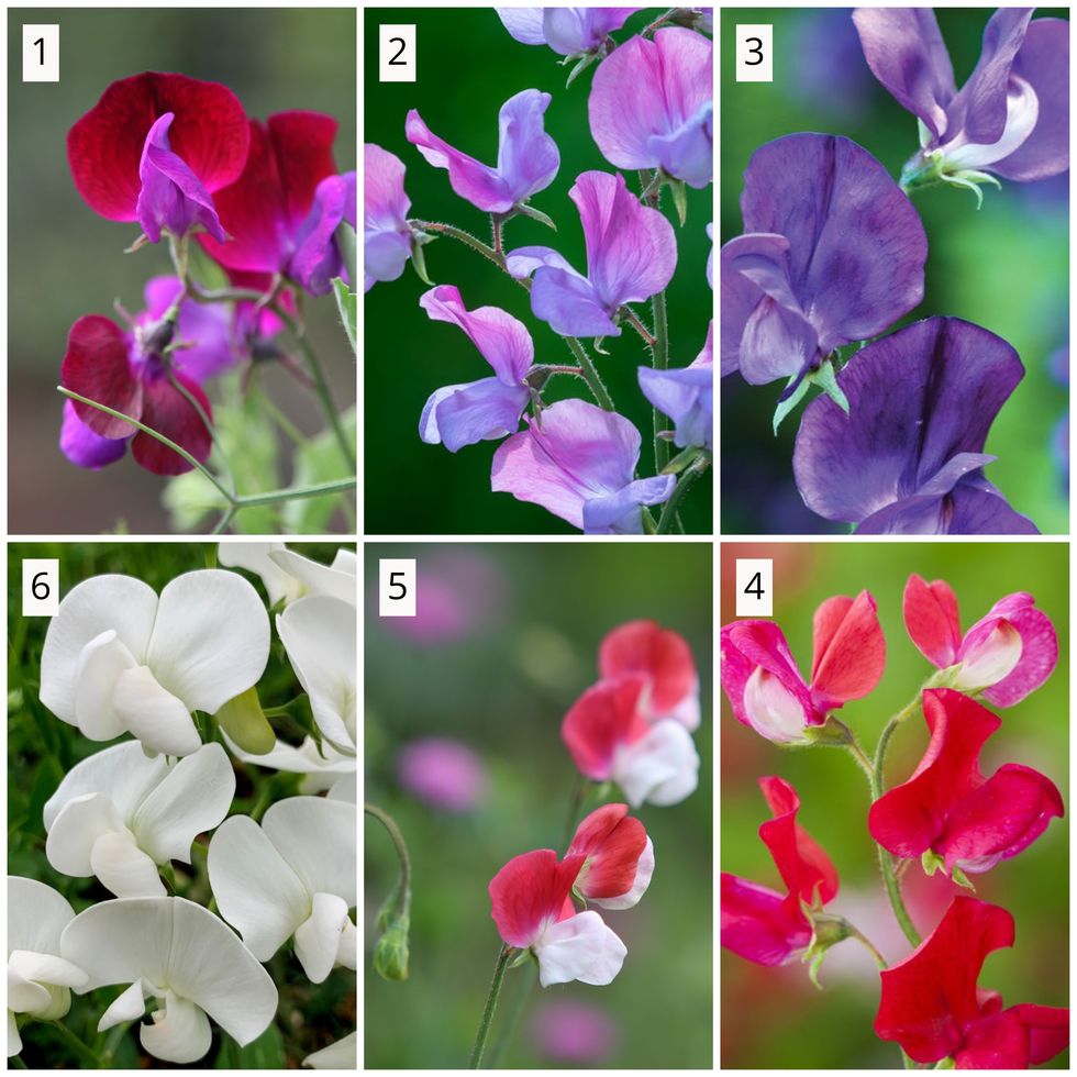 Sweet Pea Varieties