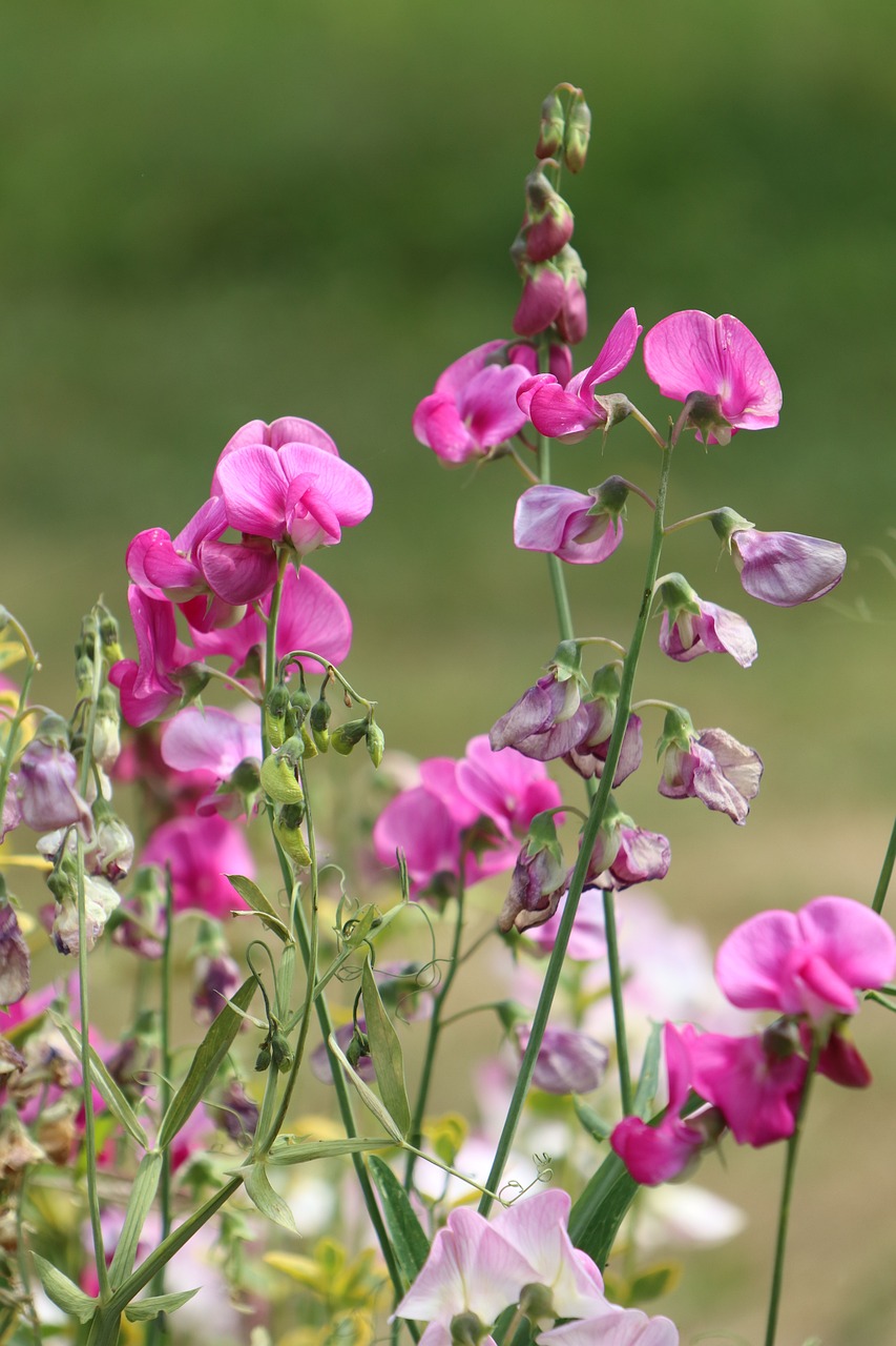 pink sweet peas