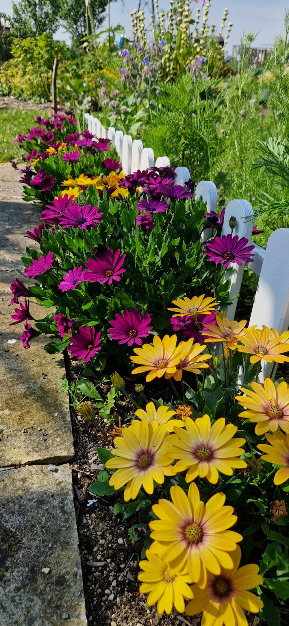 flowers