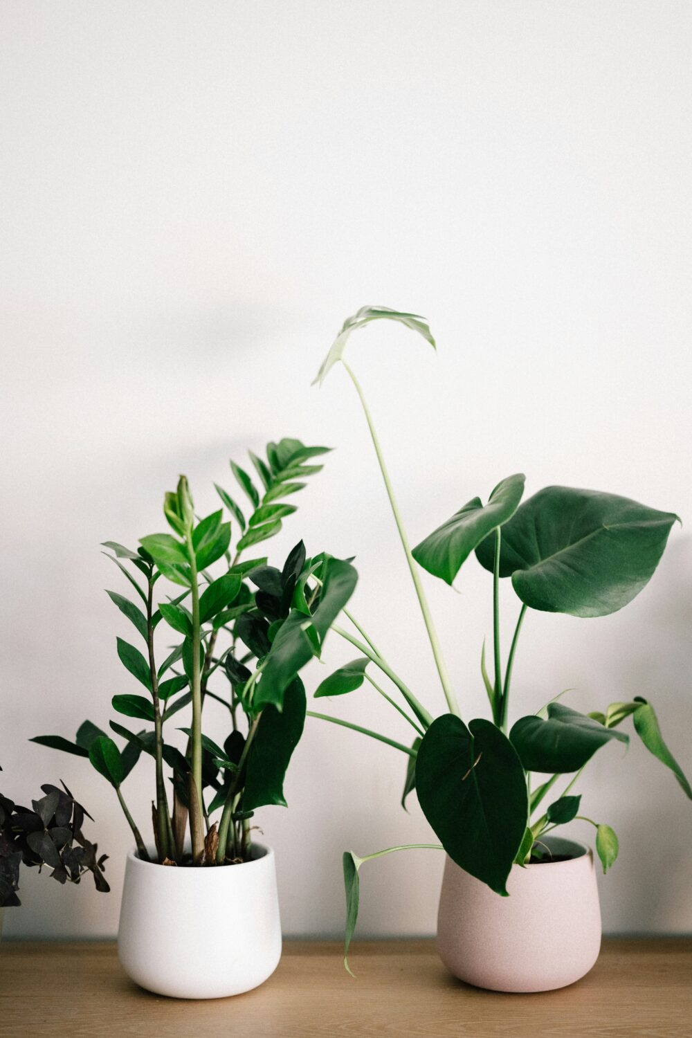 indoor plant