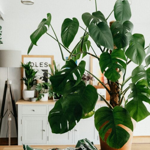 indoor plants