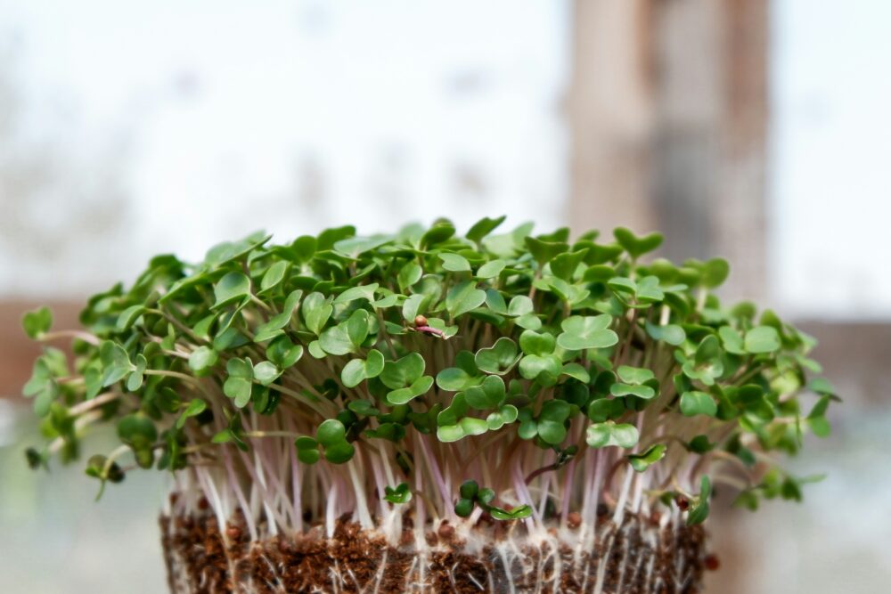 microgreens close up