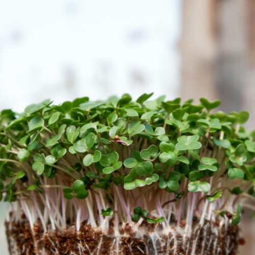 microgreens close up