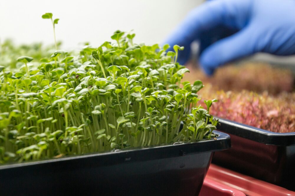 microgreens in tray