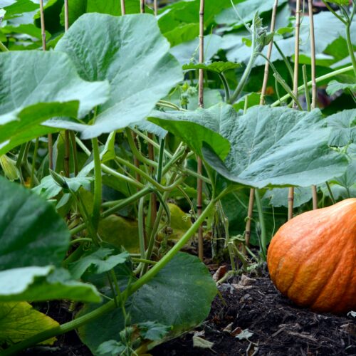 Organic Plant Food vs Fertilizer